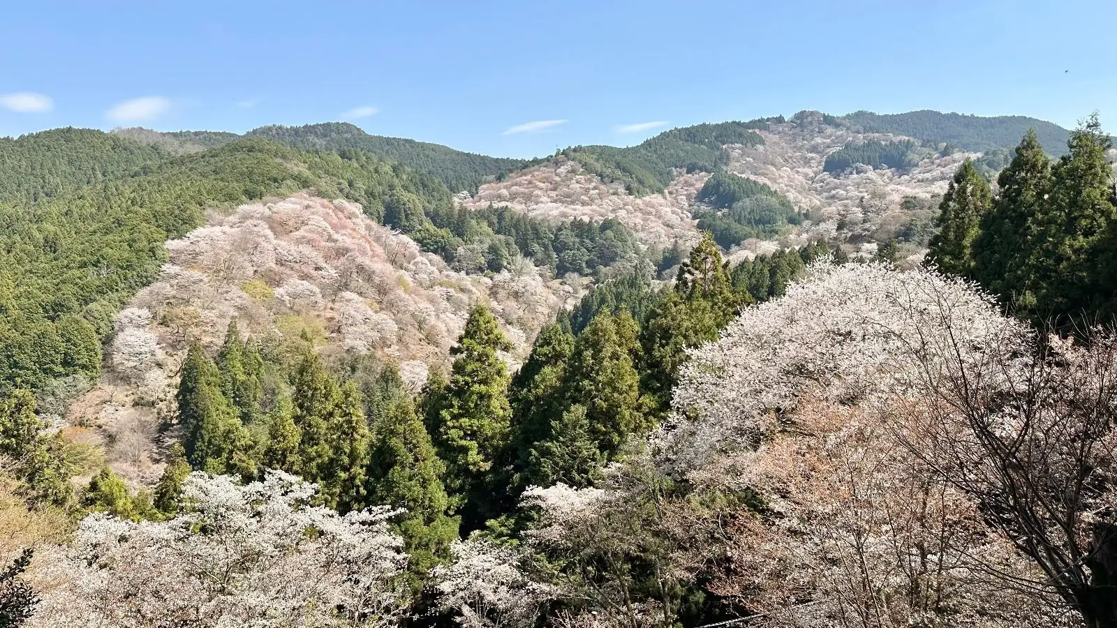 紫