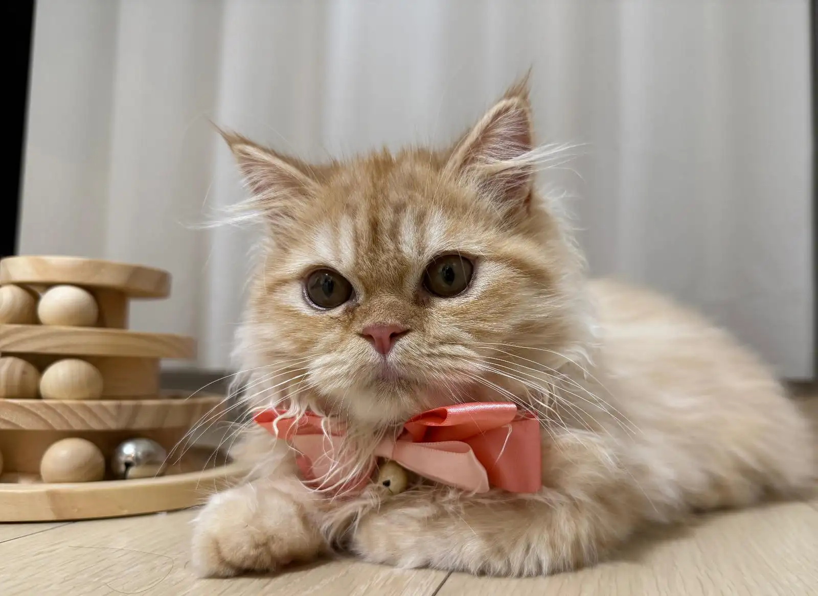 miku🐈